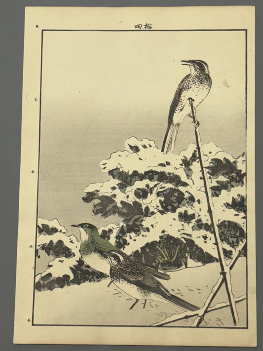 Japanese Antique Original Woodcut Print, 1892, Imao Keinen, "Japanese radish, Dusky thrush"
