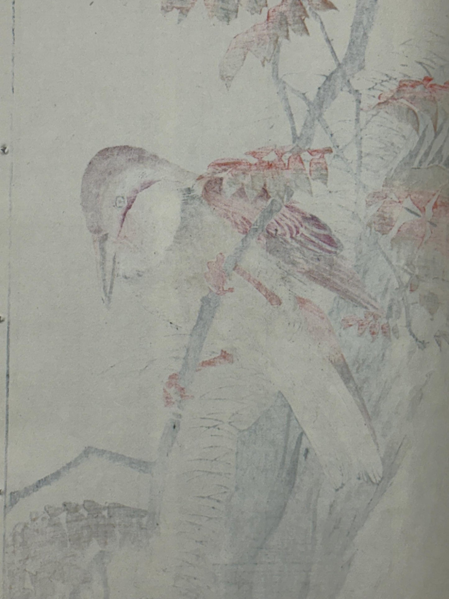 Japanese Antique Original Woodcut Print, 1892, Imao Keinen, "Wax tree, Crested kingfisher"