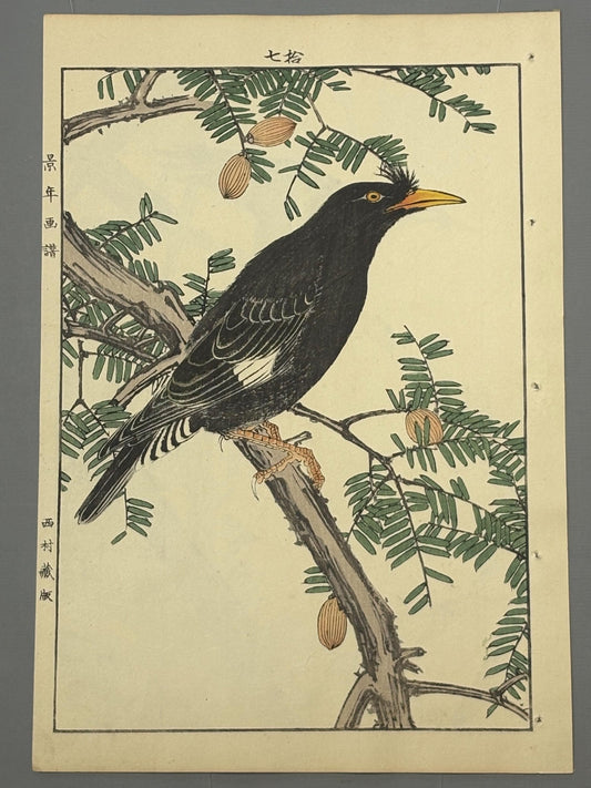 Japanese Antique Original Woodcut Print, Imao Keinen, "Japanese nutmeg tree, Crested Myna"