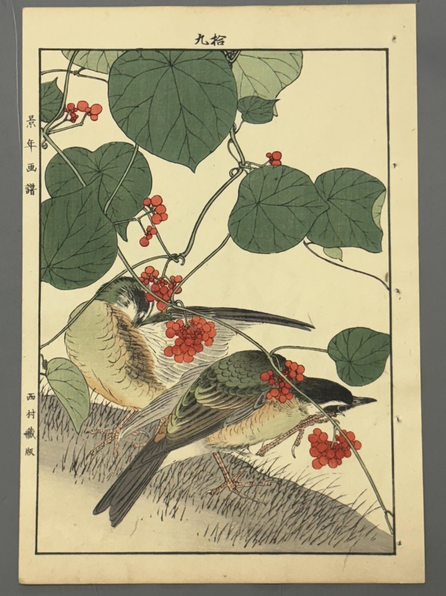 Japanese Antique Original Woodcut Print, 1892, Imao Keinen, "Stephania japonica, Brown-headed thrush"