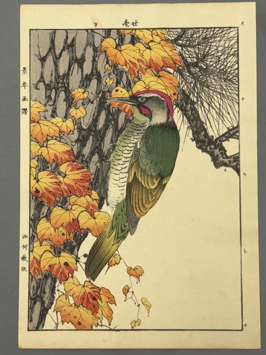 Japanese antique woodcut print, 1892, Imao Keinen, "Old pine, Japanese green Woodpecker"