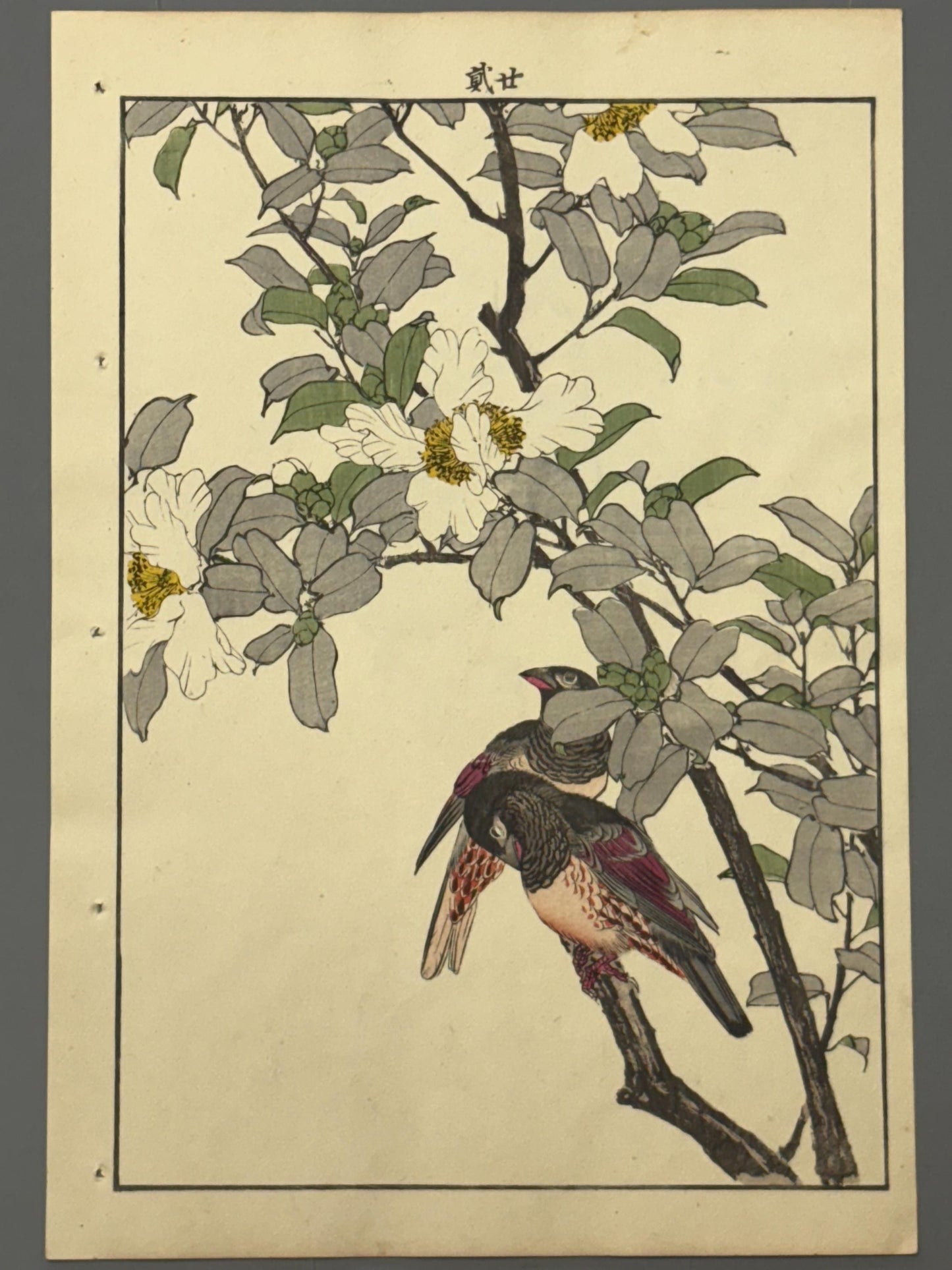 Japanese Antique Original Woodcut Print, Imao Keinen, "Sasanqua, Bunkicho"
