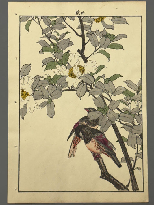 Japanese Antique Original Woodcut Print, Imao Keinen, "Sasanqua, Bunkicho"