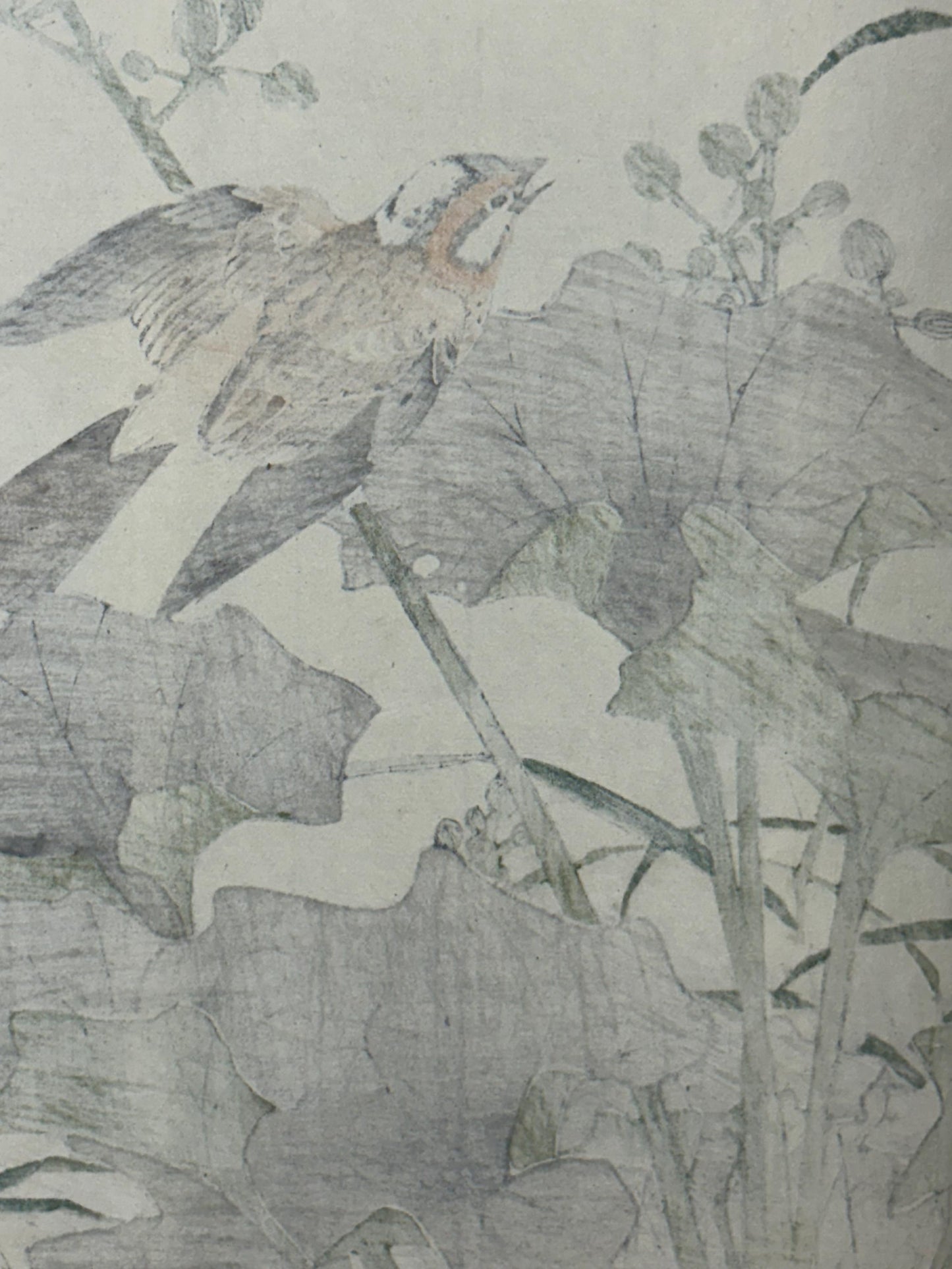 1892,Japanese Antique Original Woodcut Print, Imao Keinen, "Farfugium japonicum, Meadow Bunting"