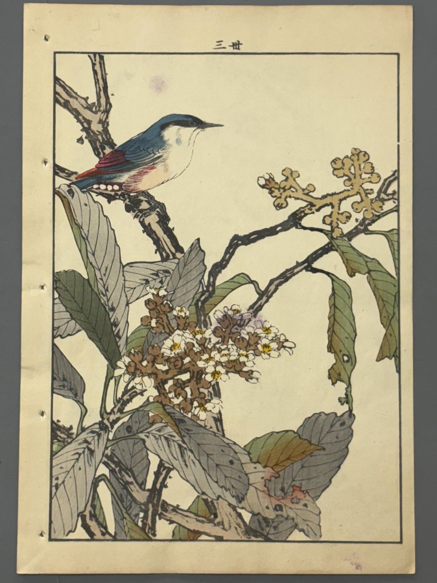 Japanese Antique Original Woodcut Print, 1892, Imao Keinen, "Loquat flower, Parus"