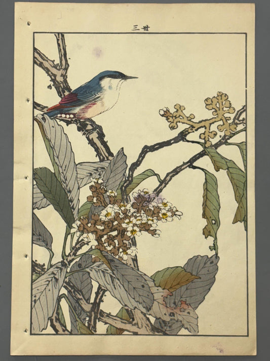 Japanese Antique Original Woodcut Print, 1892, Imao Keinen, "Loquat flower, Parus"