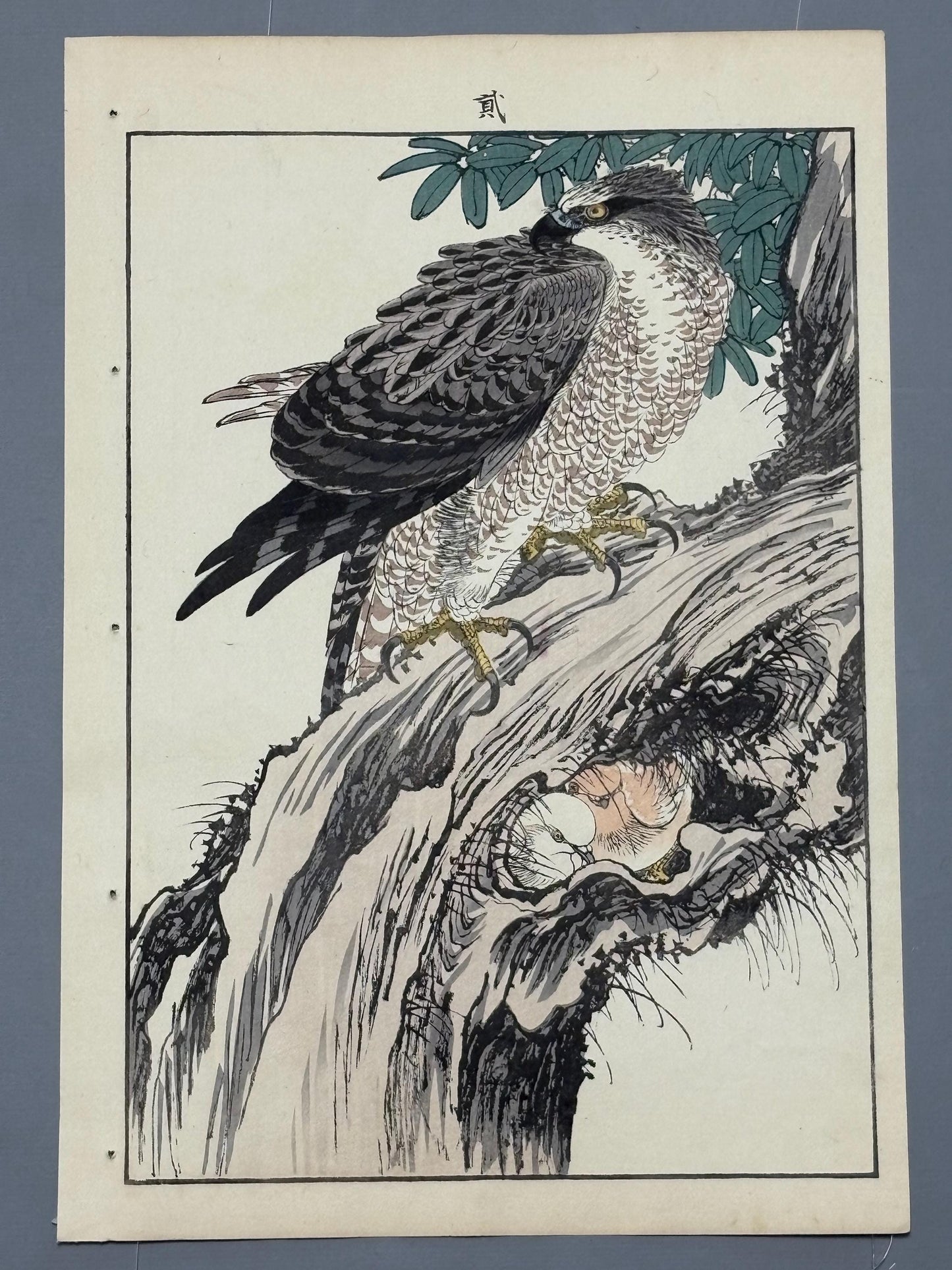 Japanese antique woodcut print, 1892, Imao Keinen, "Sweet viburnum, Hawk"