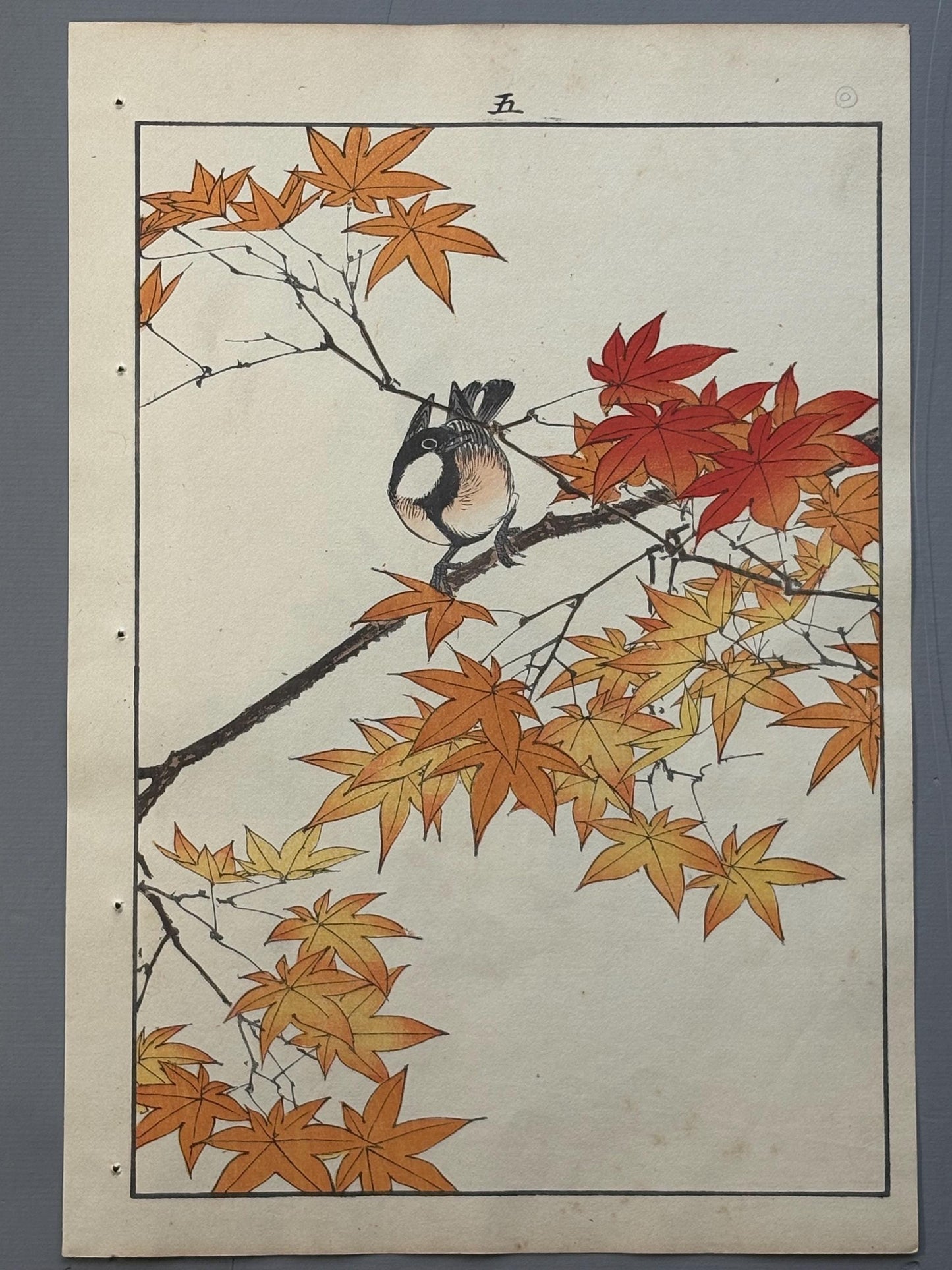 Japanese antique woodcut print, 1892, Imao Keinen, "Maple, Japanese tit"