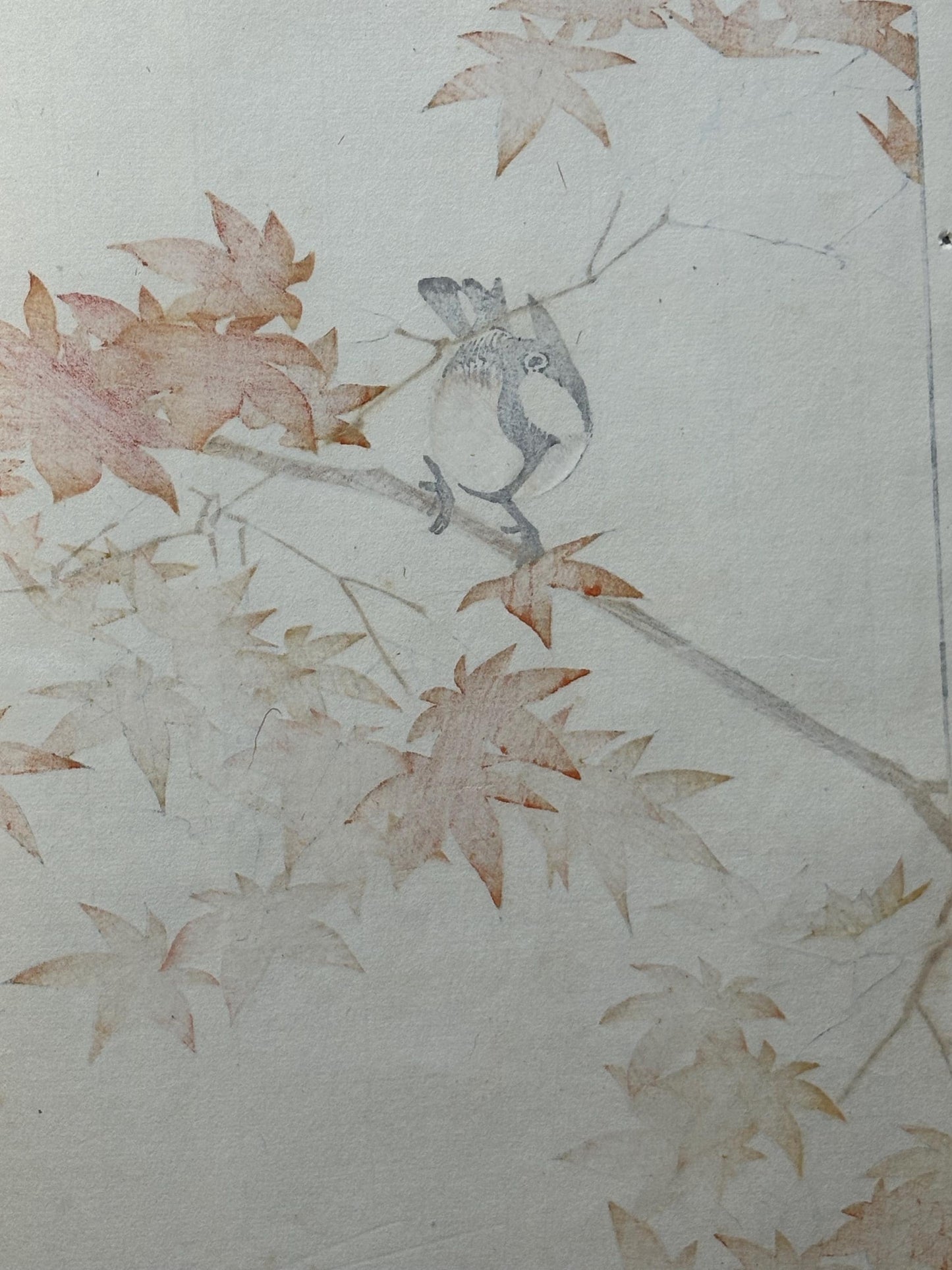 Japanese antique woodcut print, 1892, Imao Keinen, "Maple, Japanese tit"