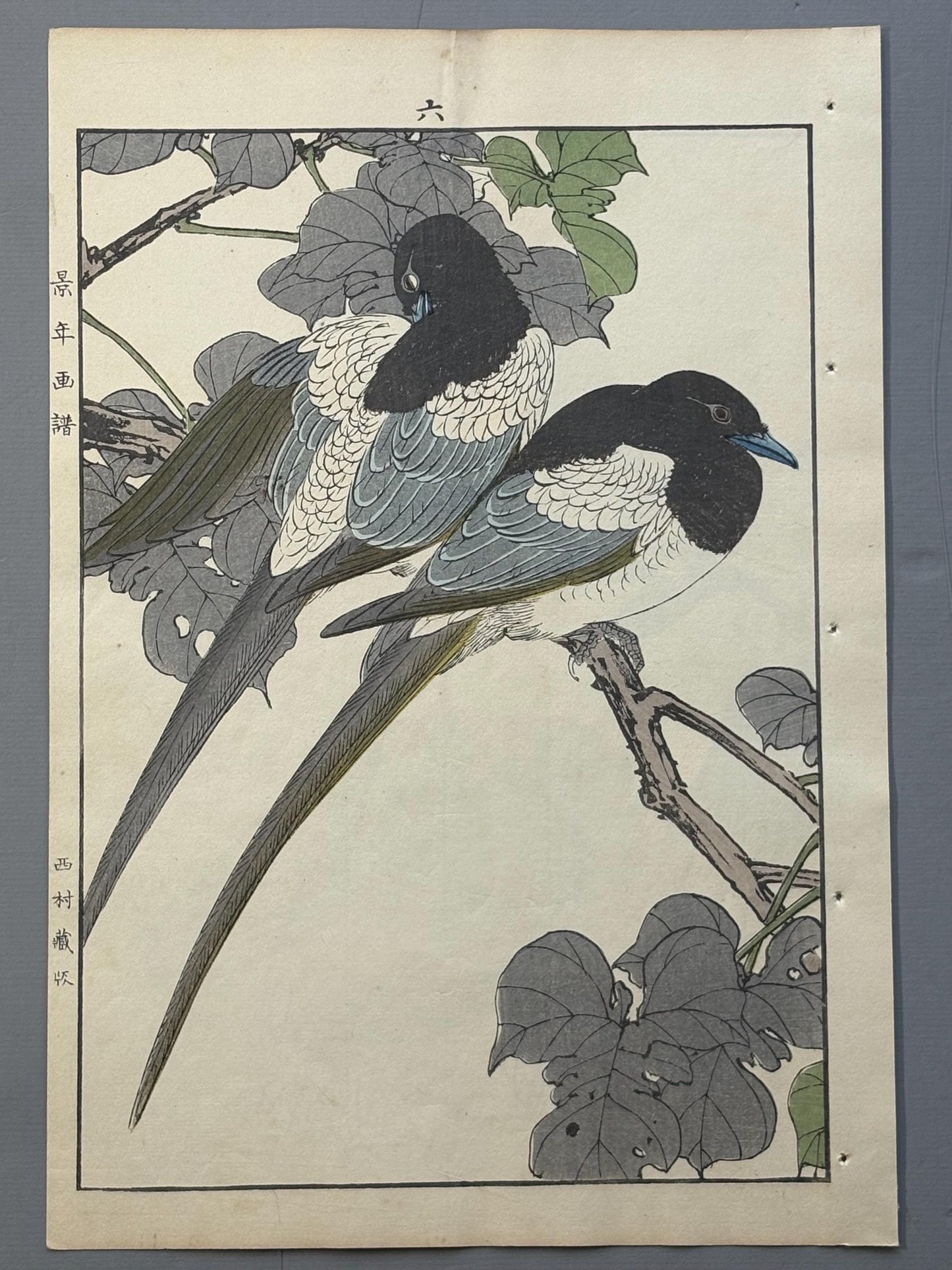 1892, Imao Keinen, "Broussonetia papyrifera, Eurasian magpie"