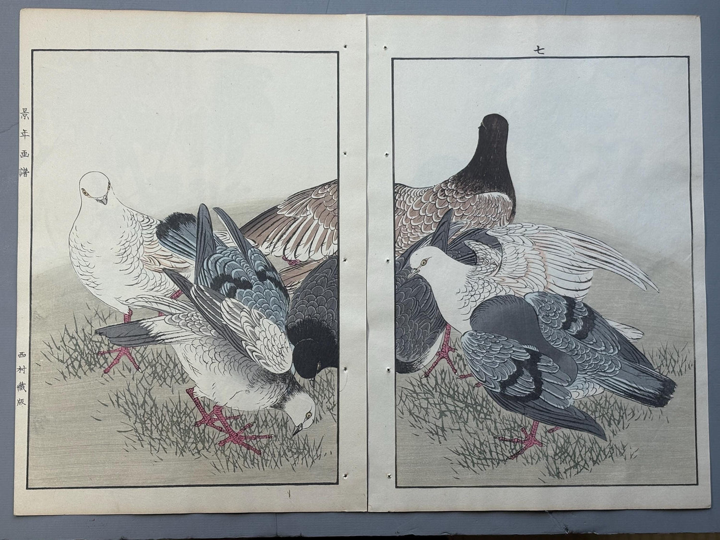 Japanese antique woodcut print, 1892, Imao Keinen, "Rock dove"