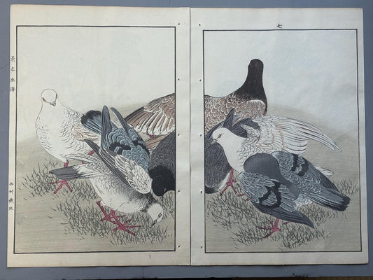 Japanese antique woodcut print, 1892, Imao Keinen, "Rock dove"