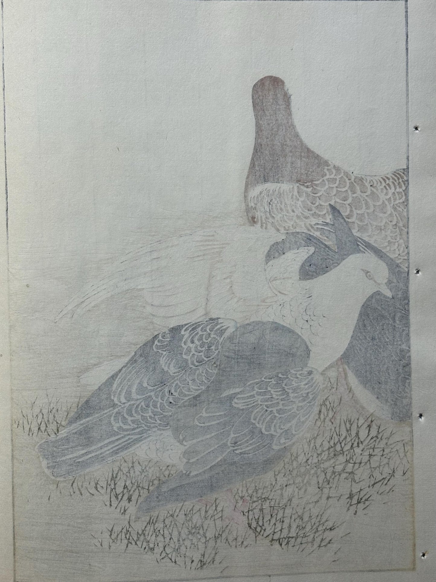 Japanese antique woodcut print, 1892, Imao Keinen, "Rock dove"