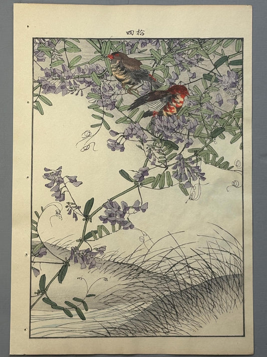 Japanese Antique Original Woodcut Print, 1892, Imao Keinen, " Tufted vetch, Red avadavat"