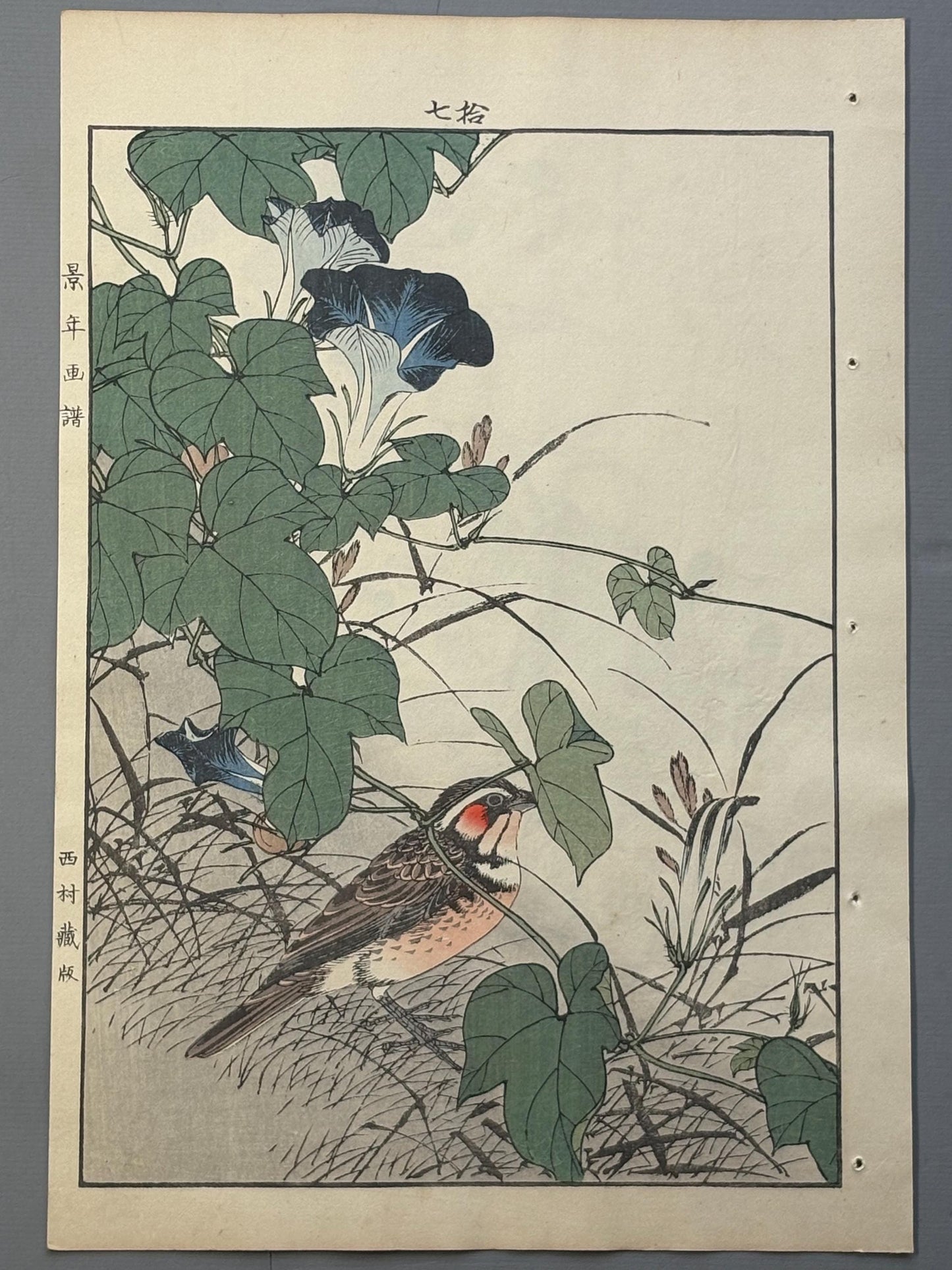 Japanese Antique Original Woodcut Print, 1892, Imao Keinen, "Japanese morning-glory, Chestnut-eared bunting"
