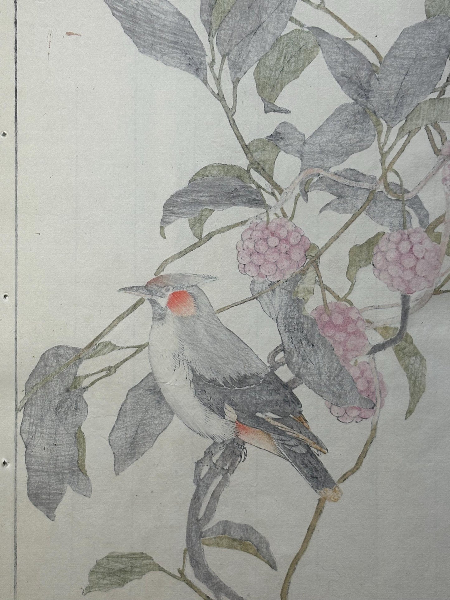Japanese Antique Original Woodcut Print, 1892, Imao Keinen, "Japanese kadsura, Bohemian waxwing"