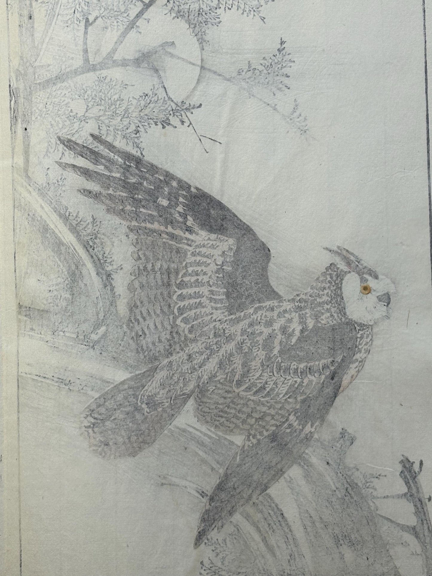 Japanese Antique Original Woodcut Print, 1892, Imao Keinen, "Hinoki cypress, Horned owl"
