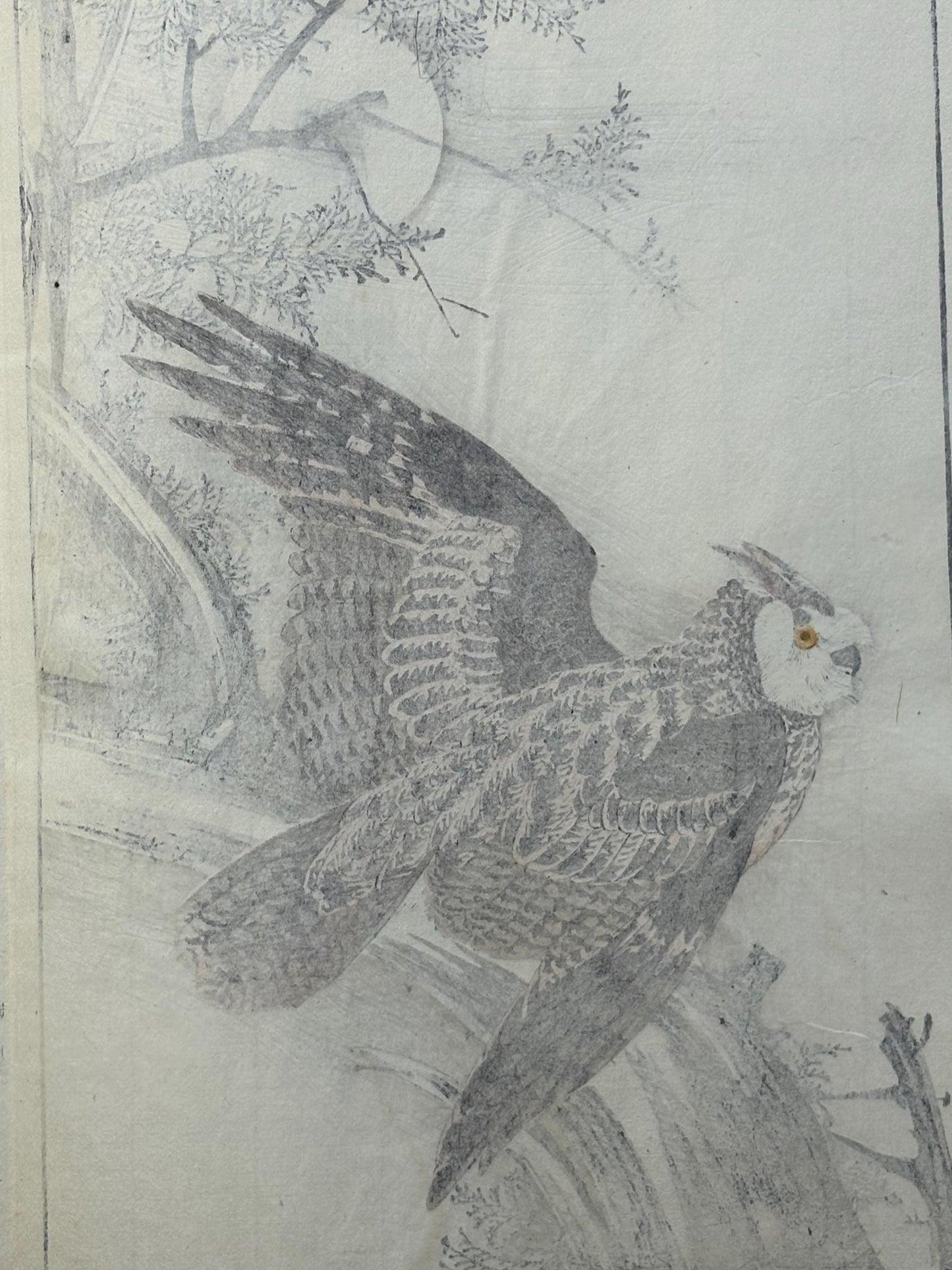 Japanese Antique Original Woodcut Print, 1892, Imao Keinen, "Hinoki cypress, Horned owl"