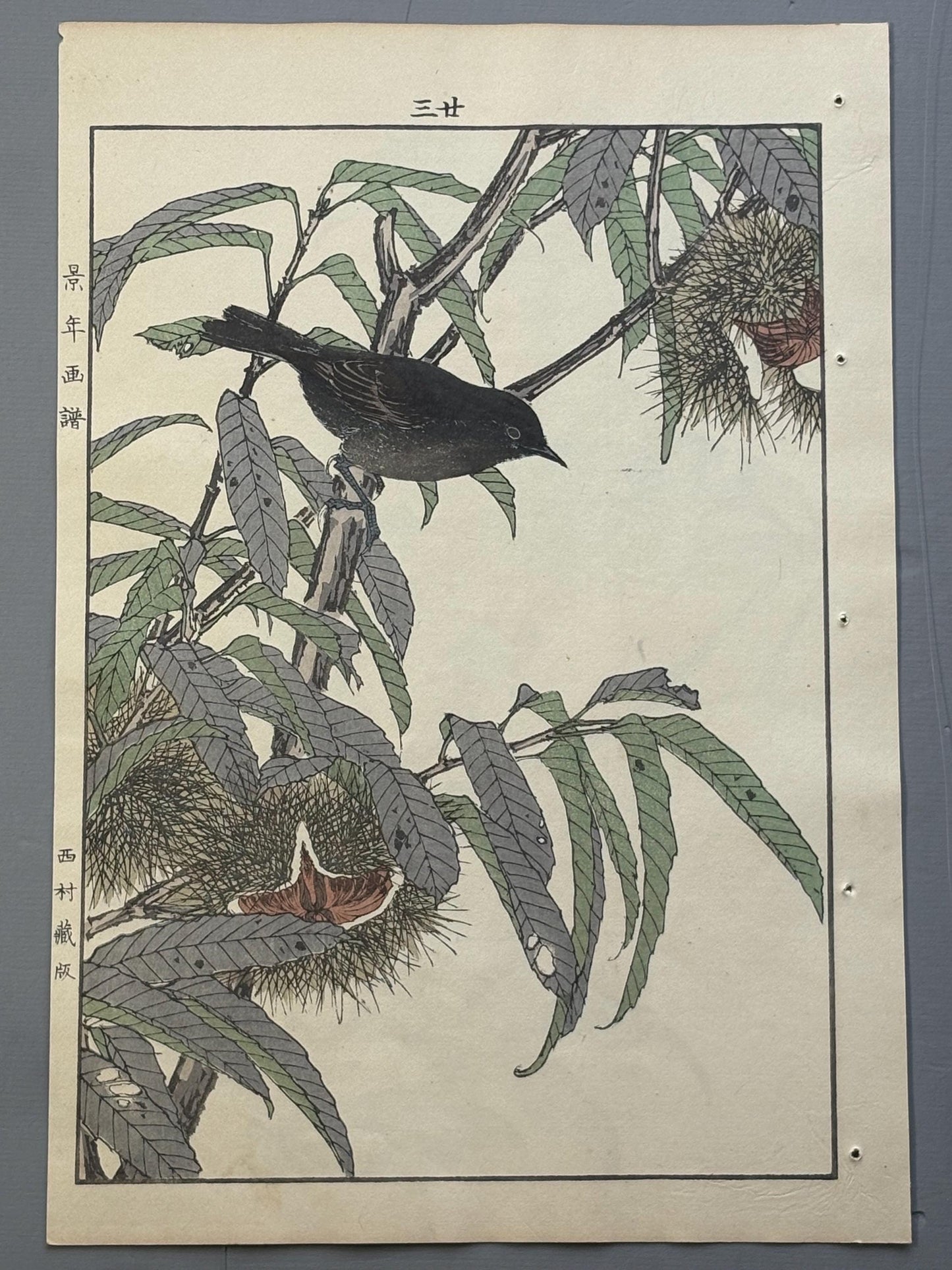 Japanese Antique Original Woodcut Print, 1892, Imao Keinen, "Japanese chestnut, Southern black tit"
