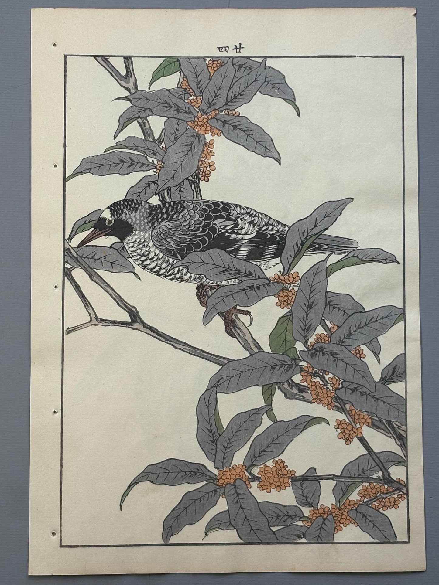 Japanese Antique Original Woodcut Print, 1892, Imao Keinen, "Fragrant orange-colored olive, Kamchatka leaf warbler"