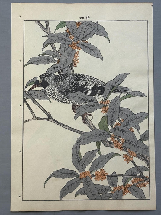 Japanese Antique Original Woodcut Print, 1892, Imao Keinen, "Fragrant orange-colored olive, Kamchatka leaf warbler"