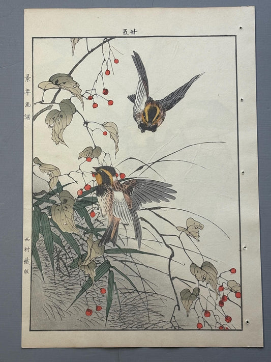 Japanese antique woodcut print, 1892, Imao Keinen, "Solanum, Yellow-throated bunting"