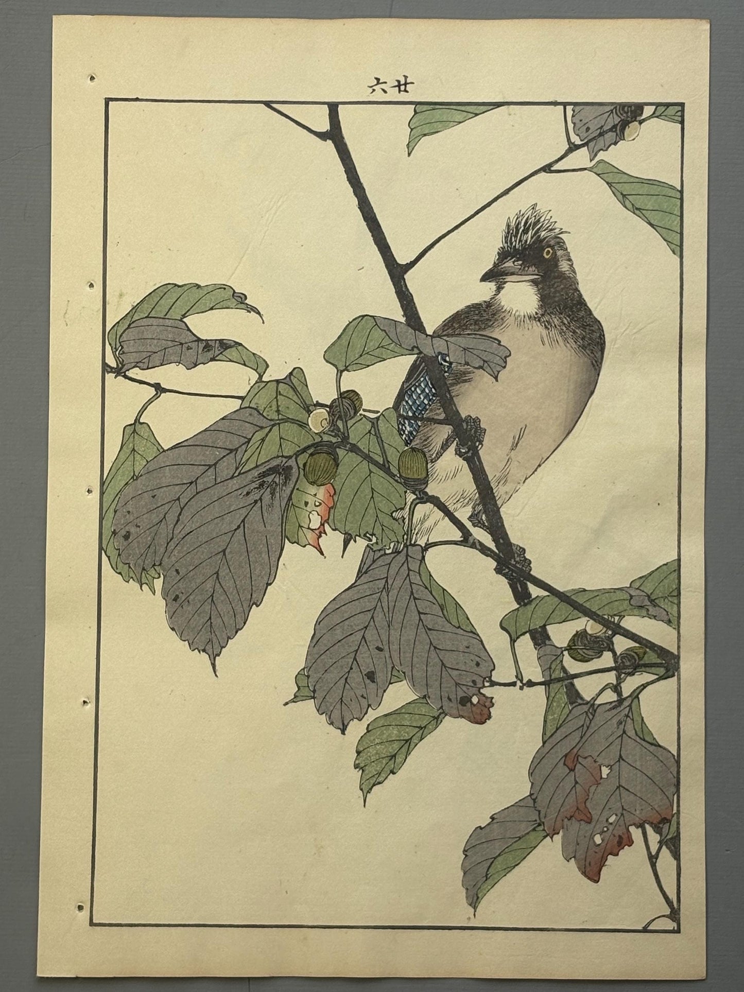 Japanese Antique Original Woodcut Print, 1892, Imao Keinen, "Oak tree, Eurasian jay"