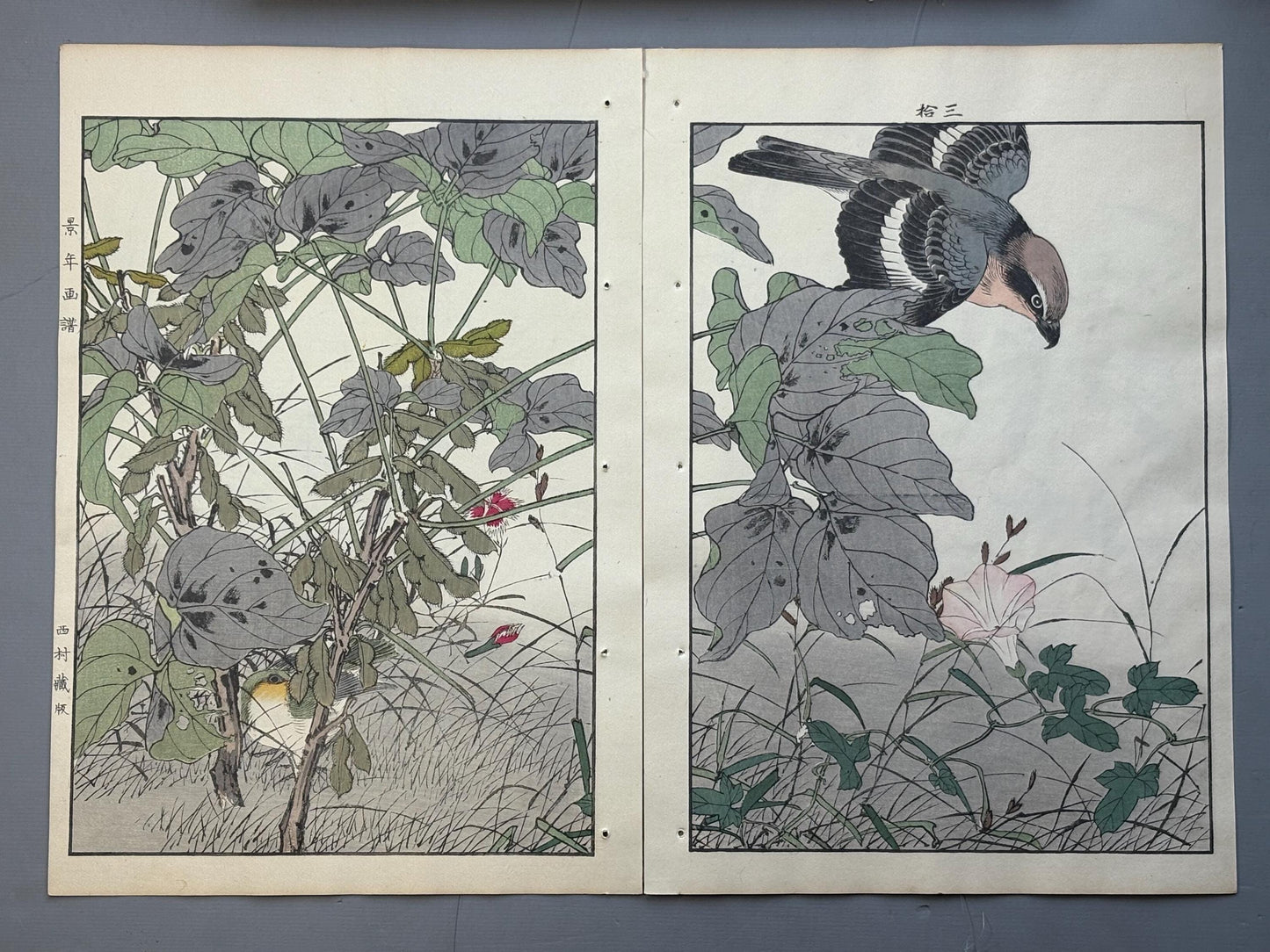 Japanese antique woodcut print, 1892, Imao Keinen, "Soybean, Shrike, Bonin white-eye"