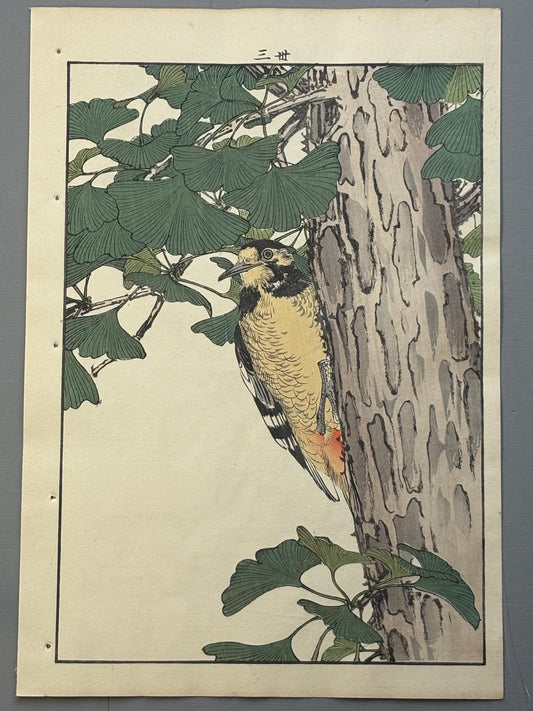 Japanese antique woodcut print, 1892, Imao Keinen, "Ginkgo, Woodpecker"
