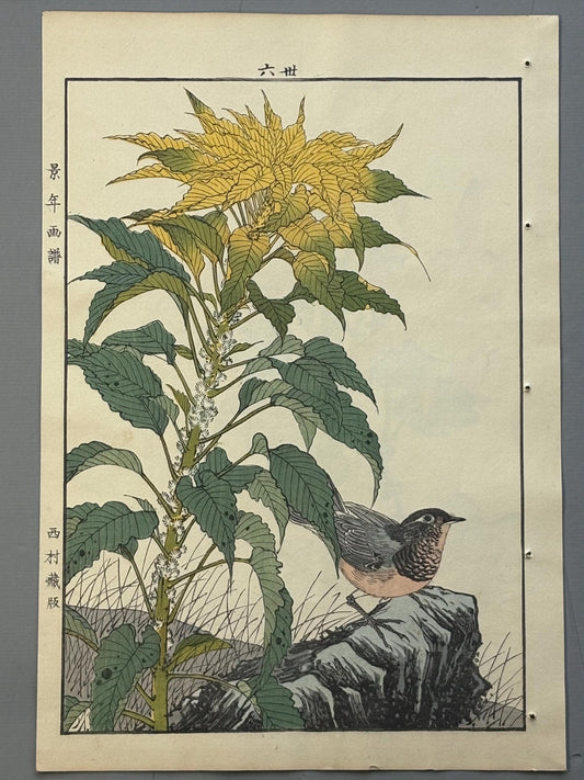 Japanese Antique Original Woodcut Print, Imao Keinen, "Joseph's coat, Japanese robin"