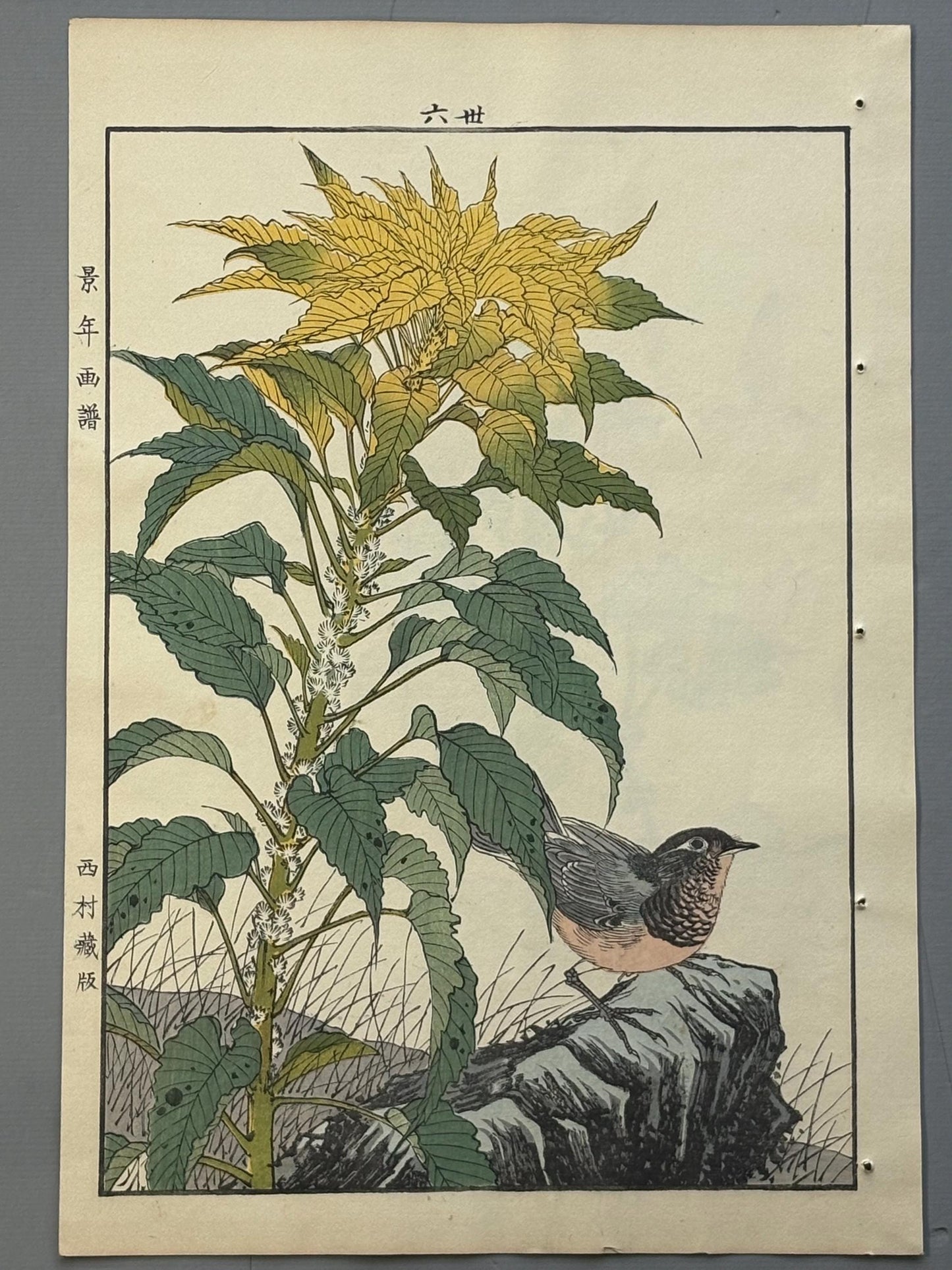 1892,Japanese Antique Original Woodcut Print, Imao Keinen, "Joseph's coat, Japanese robin"
