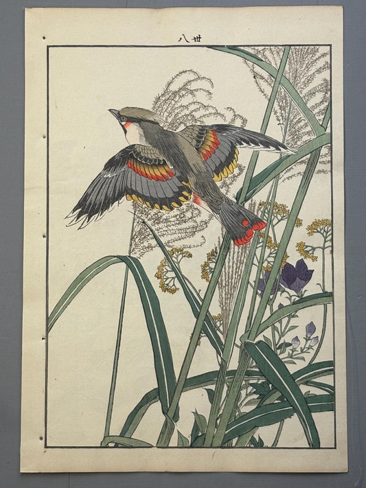 Japanese Antique Original Woodcut Print, Imao Keinen, "Japanese silver grass, Japanese Waxwing"