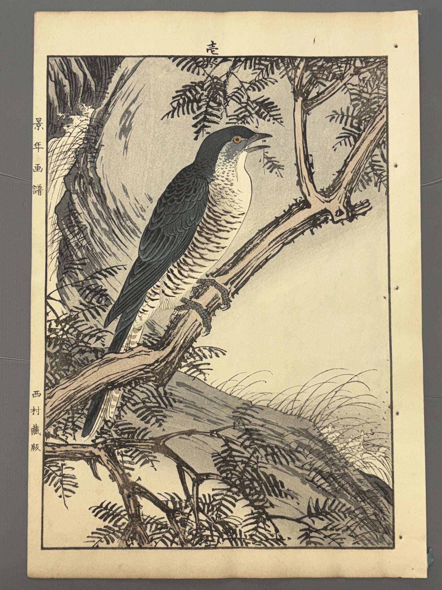 Japanese Antique Original Woodcut Print, 1892, Japanese Antique Original Woodcut Print, Imao Keinen, "Fir, Common cuckoo"