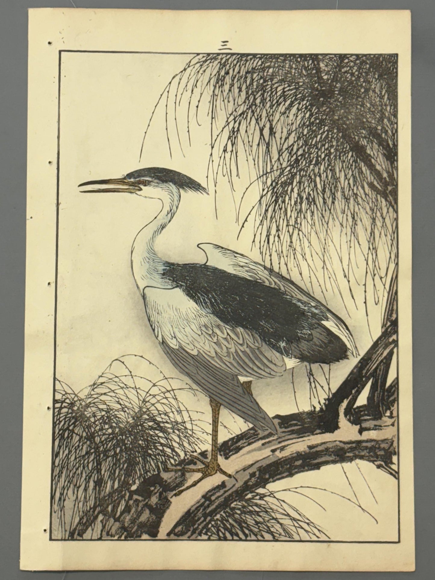 Japanese Antique Original Woodcut Print, 1892, Antique Original Woodcut Print, Imao Keinen, "Willow, Black-crowned night heron Night heron"