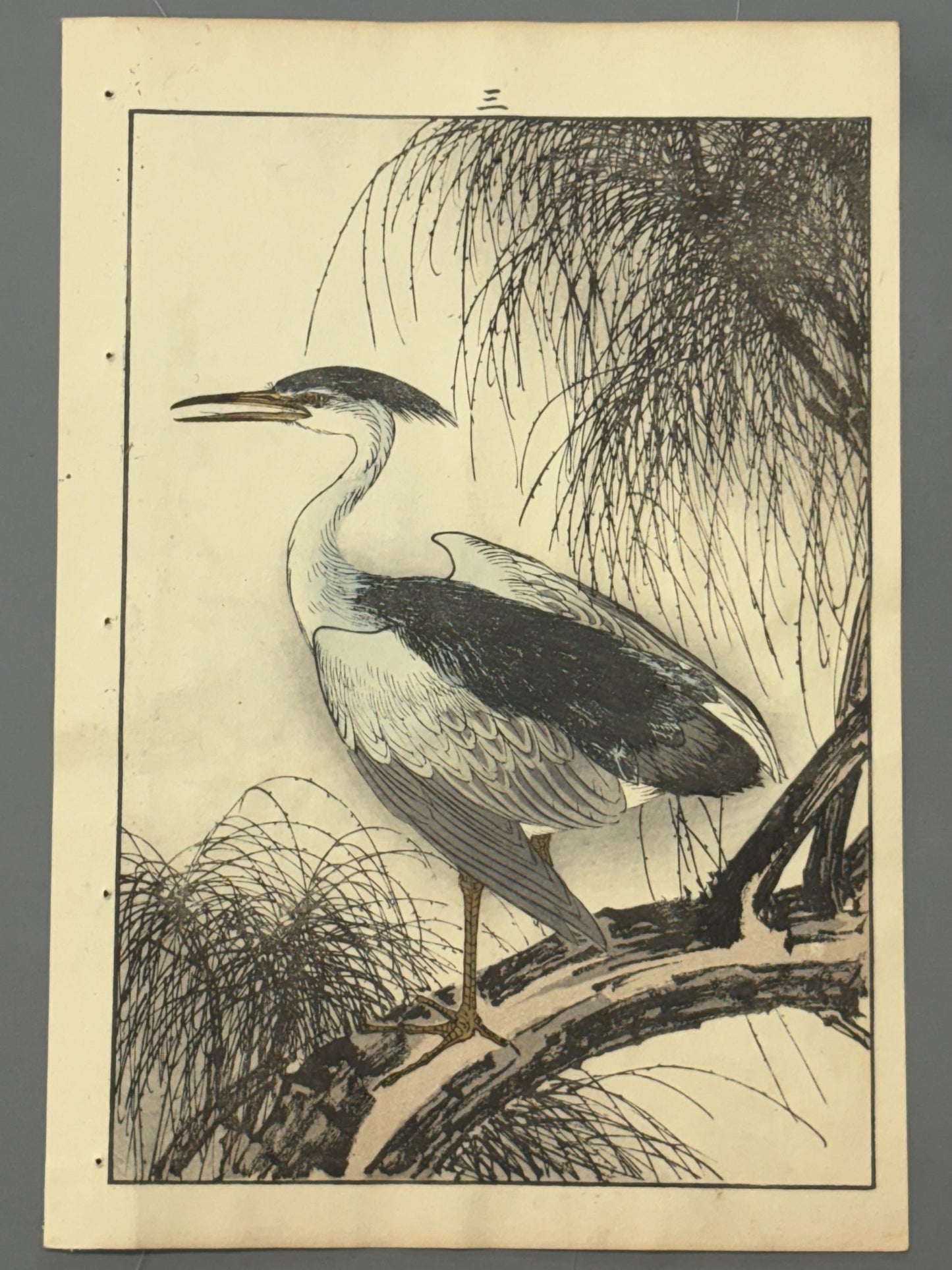 Japanese Antique Original Woodcut Print, 1892, Imao Keinen, "Willow, Black-crowned night heron Night heron"