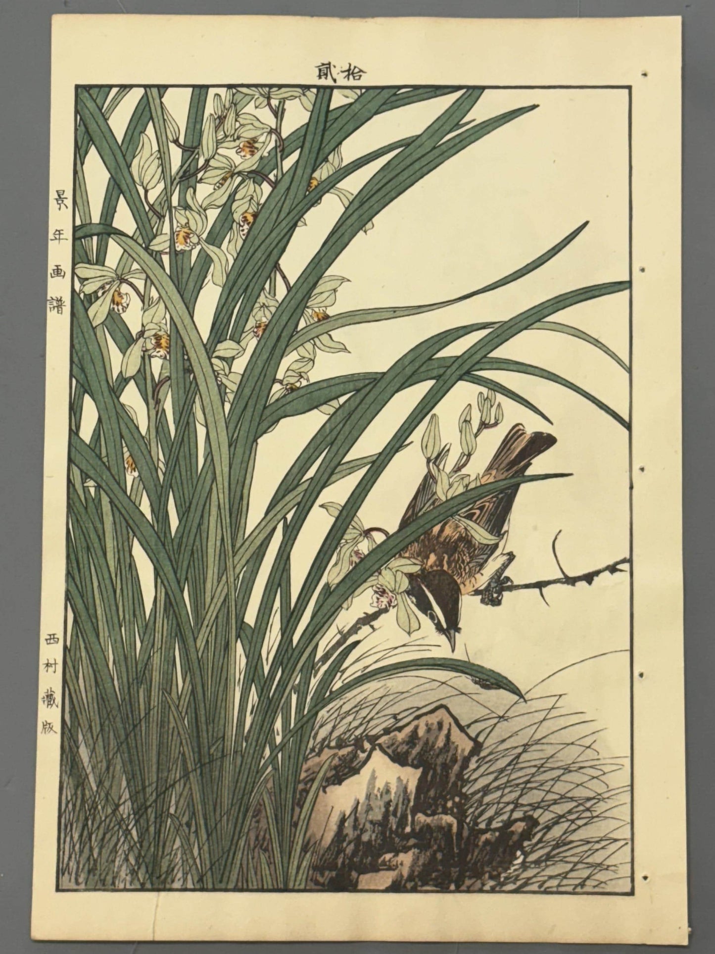 Japanese Antique Original Woodcut Print, 1892, Imao Keinen, "Four-season orchid, Kayamajico"