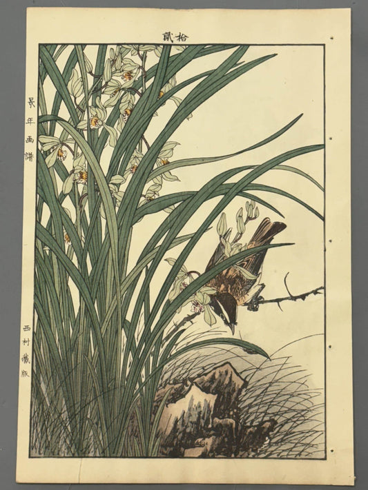 Japanese Antique Original Woodcut Print, 1892, Imao Keinen, "Four-season orchid, Kayamajico"