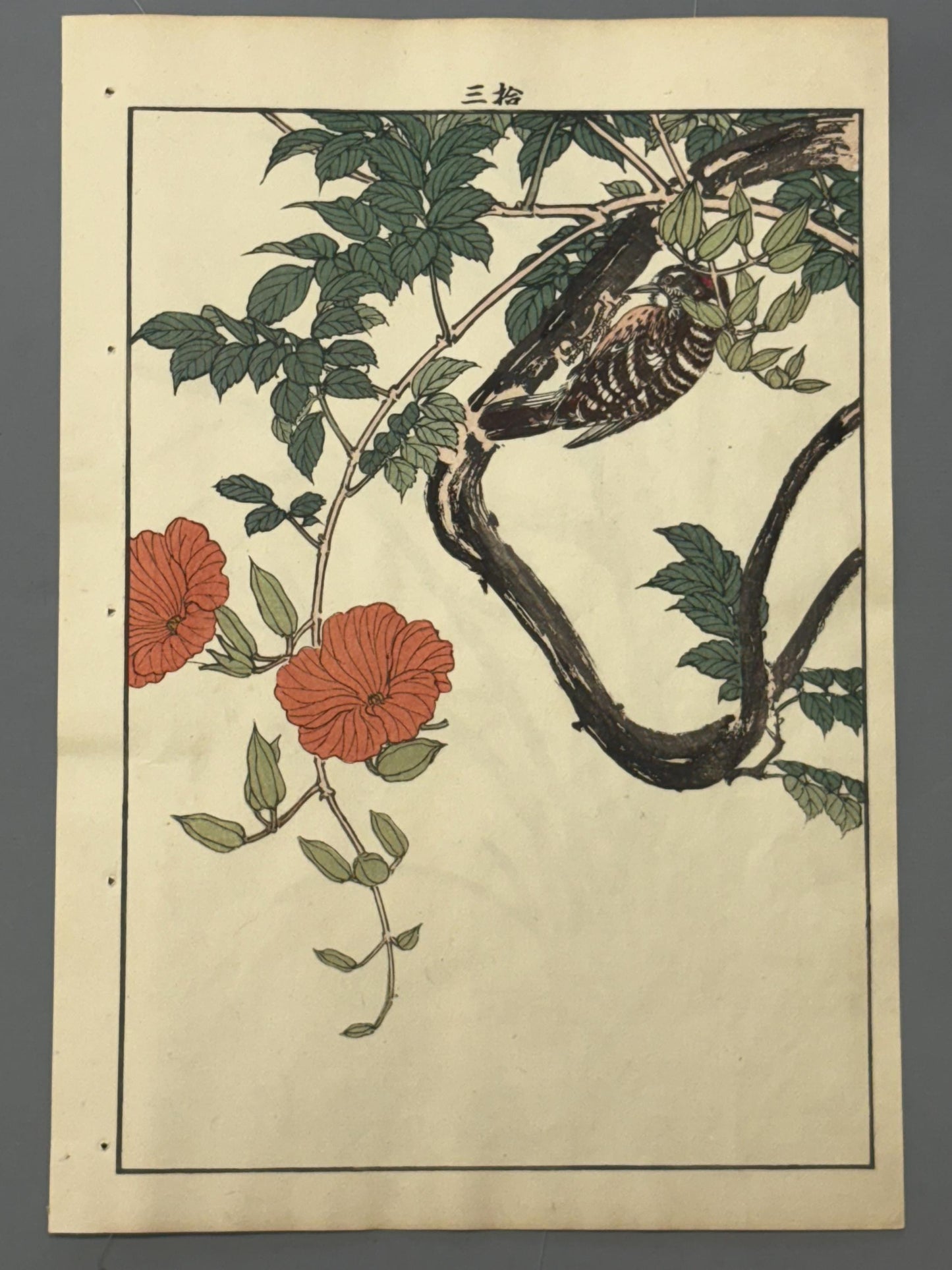 Japanese Antique Original Woodcut Print, 1892, Imao Keinen, "Chinese trumpet vine, Japanese Pygmy Woodpecker"