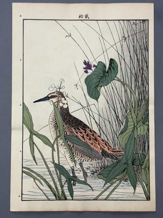 Japanese Antique Original Woodcut Print, Imao Keinen, " Monochoria korsakowii, Arrowhead, Water rail"