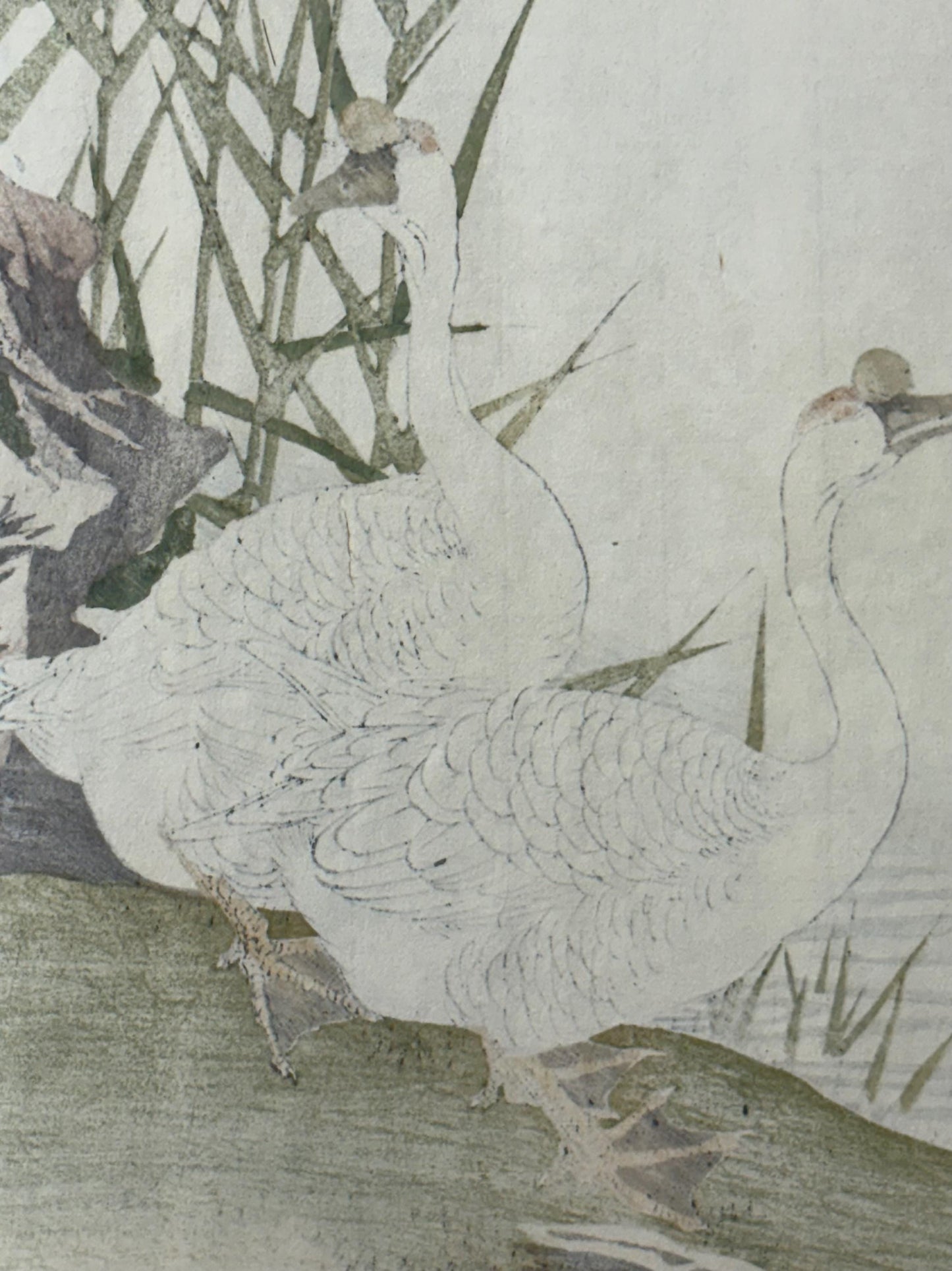 Japanese Antique Original Woodcut Print, Imao Keinen, "Reed, Goose"
