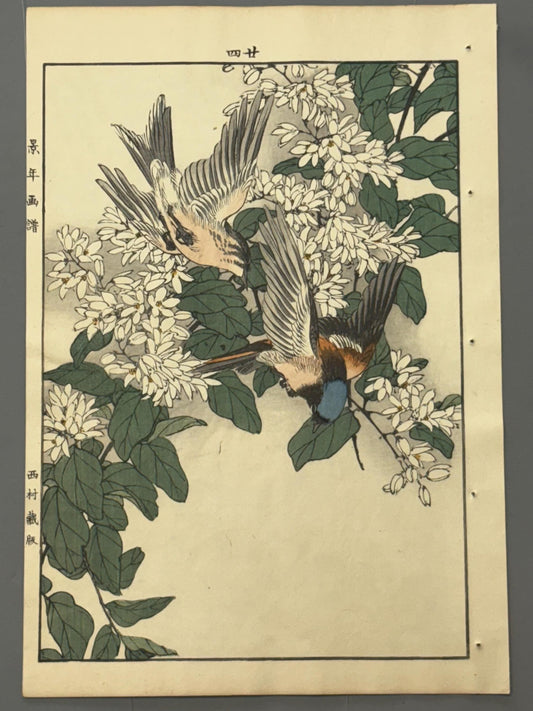 Japanese Antique Original Woodcut Print, Imao Keinen, "Deutzia crenata, Chats and Flycatchers"
