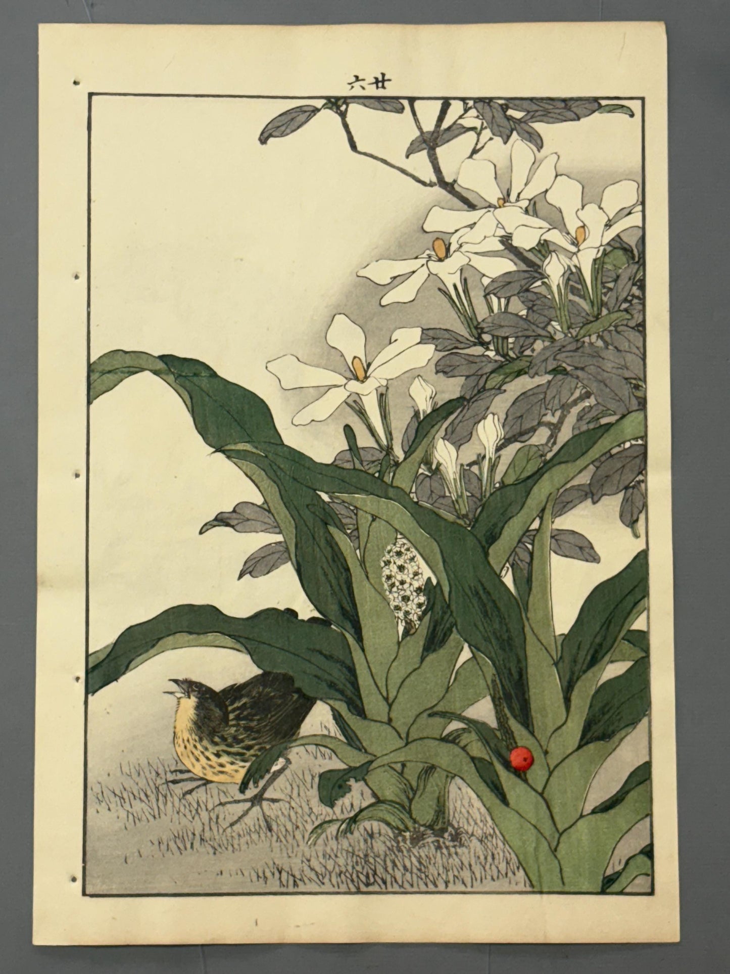 Japanese Antique Original Woodcut Print, 1892, Imao Keinen, "Common gardenia, Rohdea, Gray bunting"