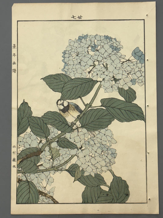 Japanese Antique Original Woodcut Print, 1892, Imao Keinen, "Hydrangea, Aizenkara"