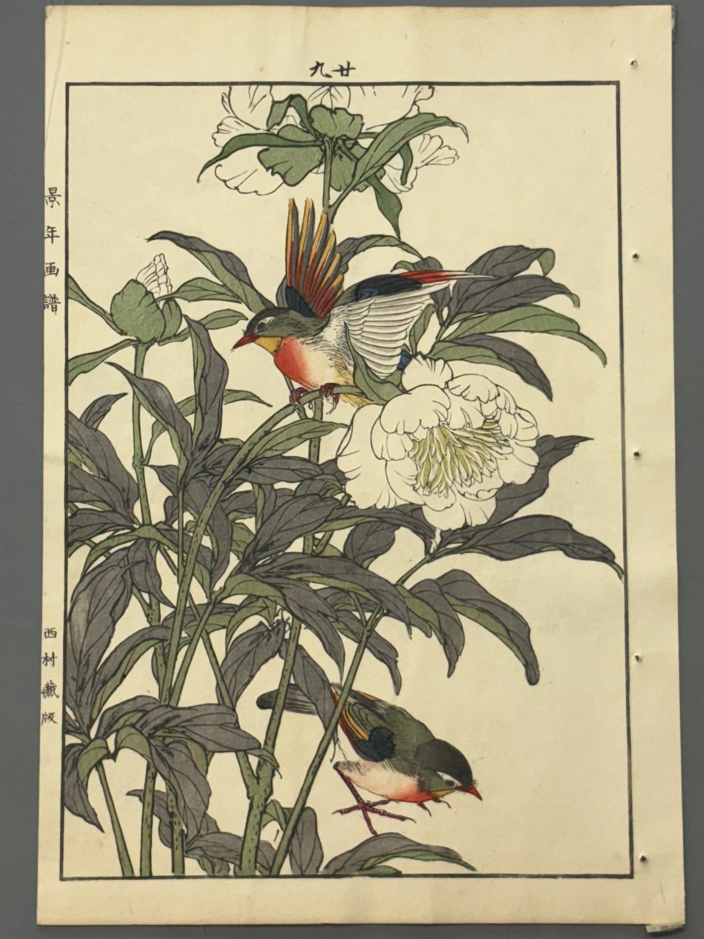 Japanese Antique Original Woodcut Print, 1892, Imao Keinen, "Chinese peony, Red-billed leiothrix"