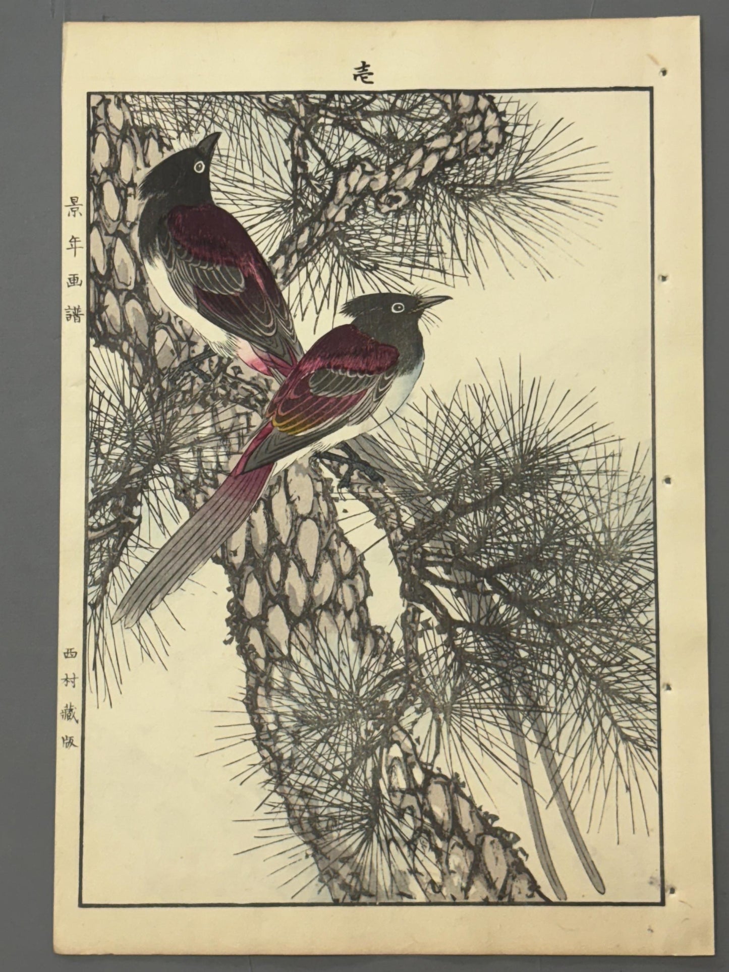 Japanese antique woodcut print, 1892, Imao Keinen, "Japanese Red Pine, Japanese Paradise Flycatcher"