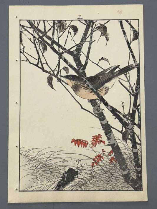 Japanese Antique Original Woodcut Print, Imao Keinen, "Leaf cherry, Dusky thrush"