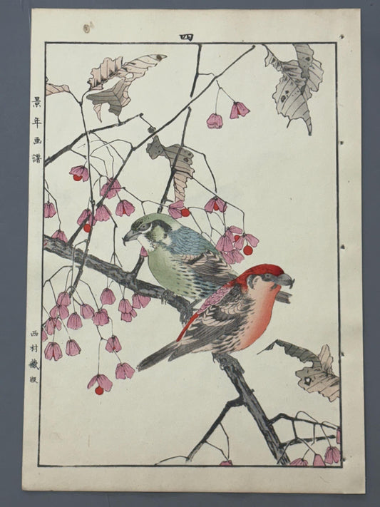 Japanese Antique Original Woodcut Print, Imao Keinen, "Euonymus hamiltonianus Wall., Common Crossbill"