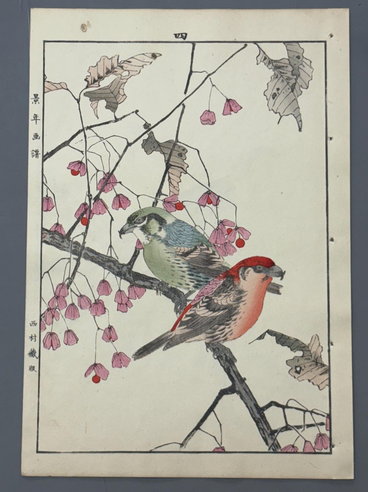 1892,Japanese Antique Original Woodcut Print, Imao Keinen, "Euonymus hamiltonianus Wall., Common Crossbill"