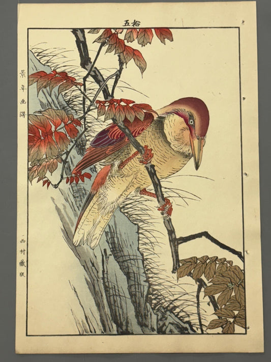 Japanese Antique Original Woodcut Print, 1892, Imao Keinen, "Wax tree, Crested kingfisher"