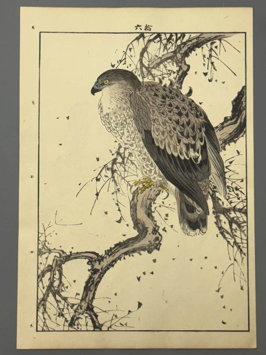 Japanese antique woodcut print, 1892, Imao Keinen, "Dead tree, Black Kite"